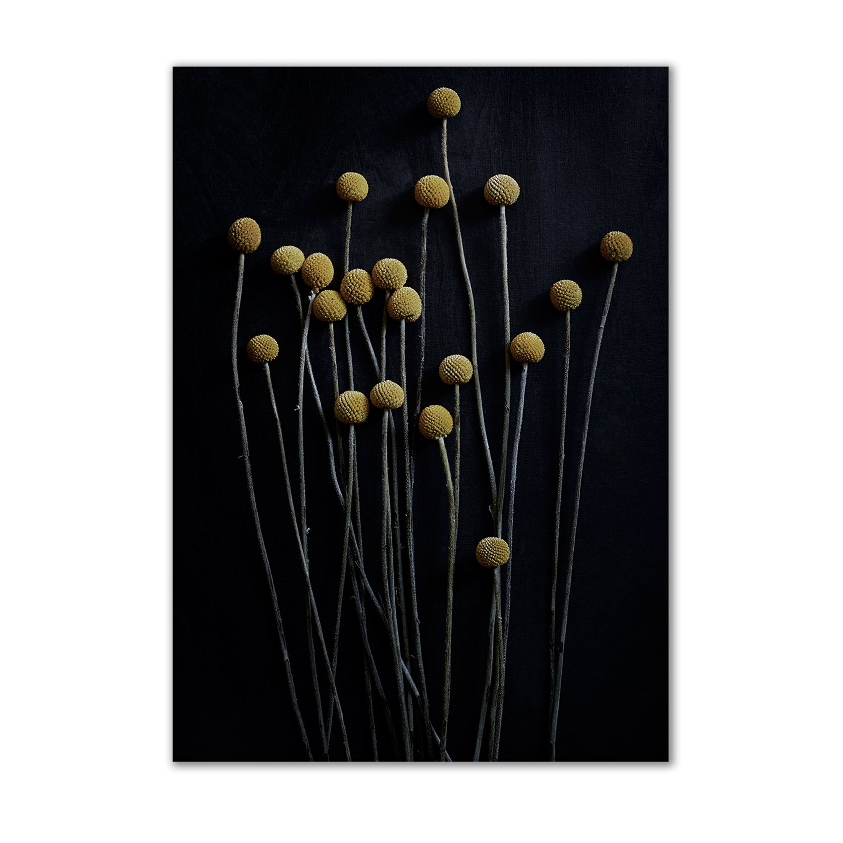 Paper Collective - Stillleben 01 (Yellow Drumstick)