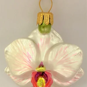 GMC Phalaenopsis weiss rosa, klein
