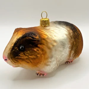 Impuls Freundliches Meerschweinchen