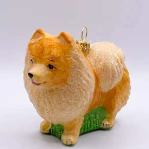 Impuls Zwergspitz, Pomeranian