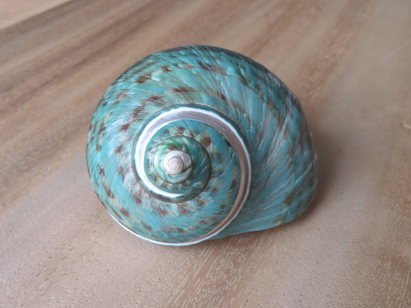 Product Import Holland Turbo Poleng - Muschel - Dekoration - Strand - einzigartig - Beach