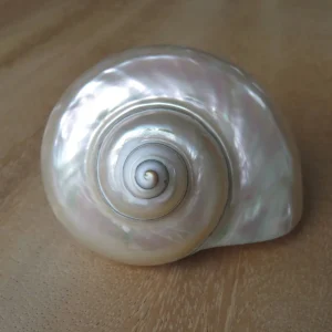 Product Import Holland Turbo - Muschel - Perlmutt - Dekoration - einzigartig - Strand