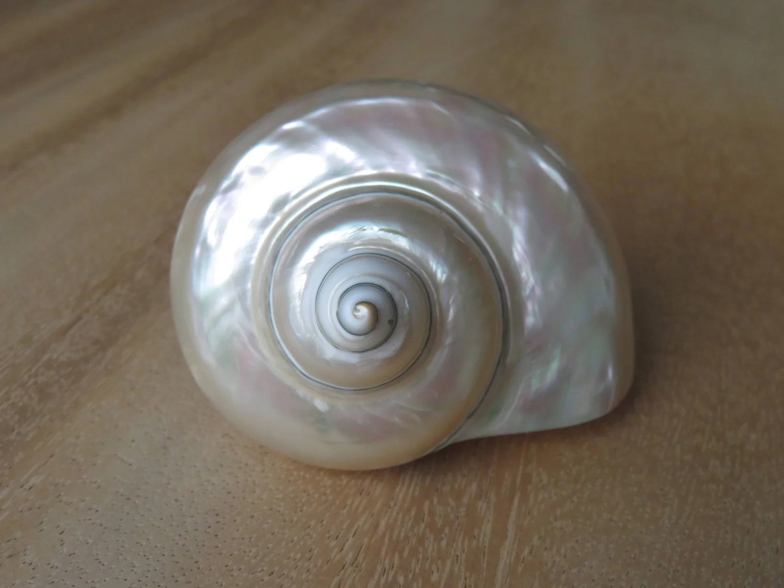 Product Import Holland Turbo - Muschel - Perlmutt - Dekoration - einzigartig - Strand