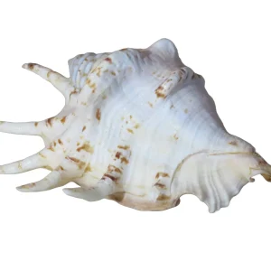 Product Import Holland Bidung - Muschel - Dekoration - Küste - Boho - Strand - einzigartig