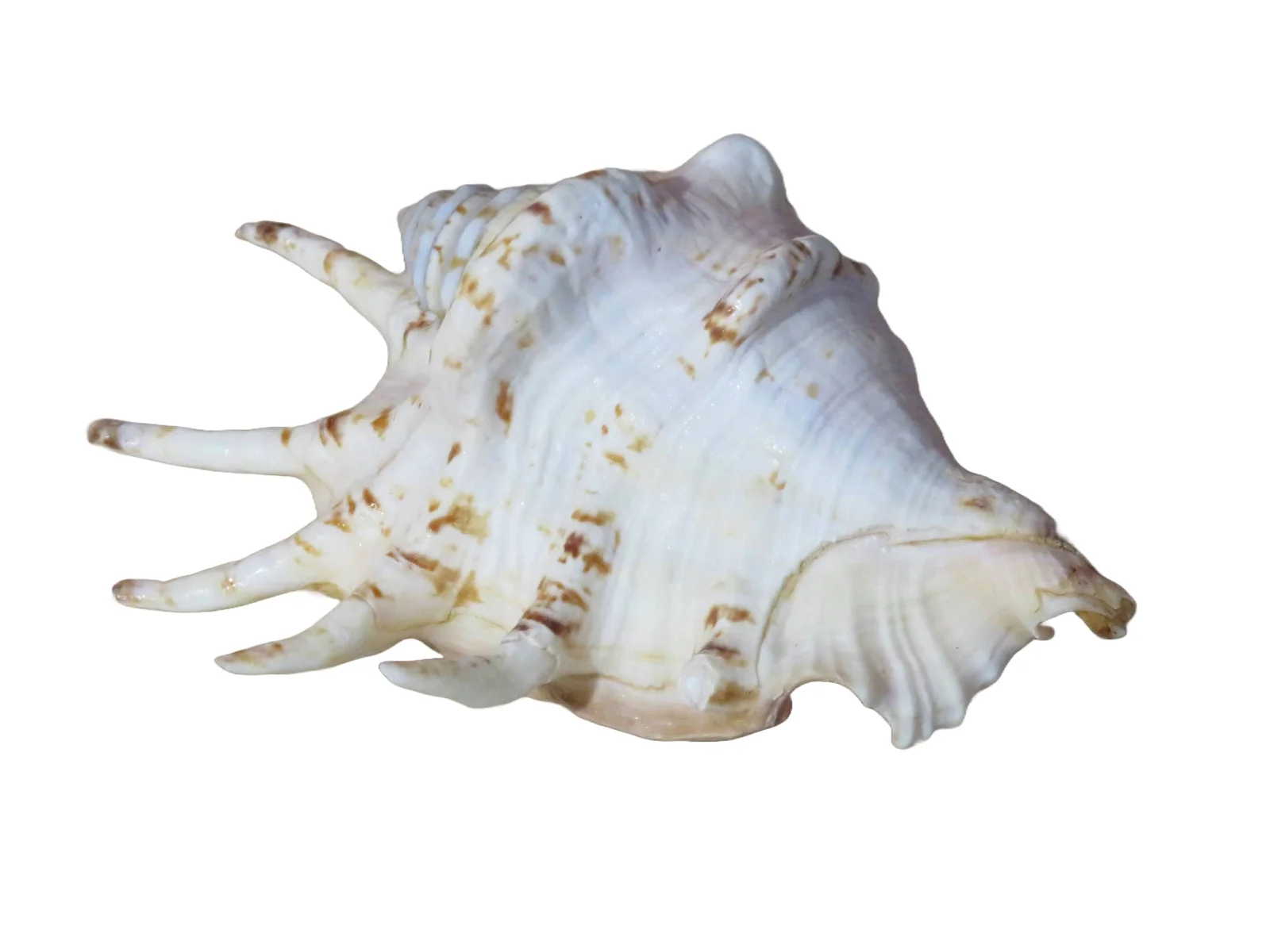 Product Import Holland Bidung - Muschel - Dekoration - Küste - Boho - Strand - einzigartig