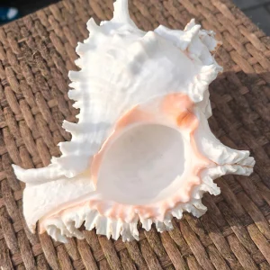 Product Import Holland Rogik Medium - Natur - Muschel - Dekoration - Küste