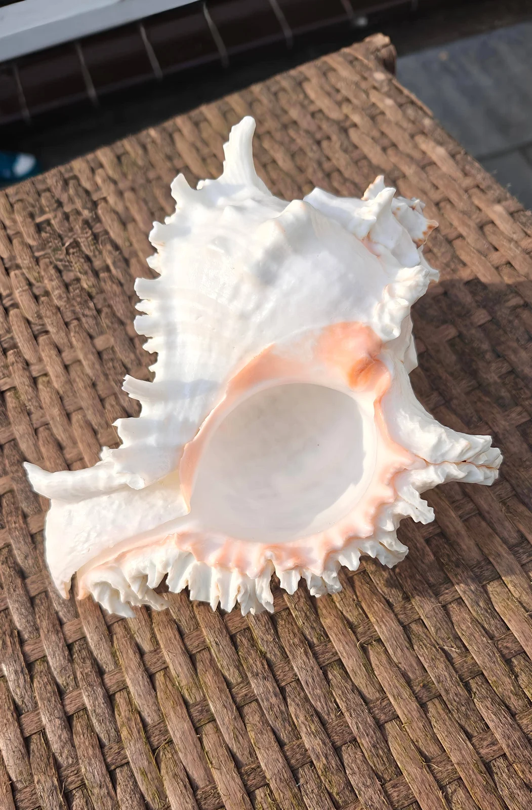 Product Import Holland Rogik Medium - Natur - Muschel - Dekoration - Küste
