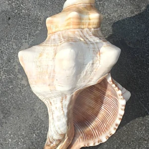 Product Import Holland Onem - Muschel - Dekoration - Muscheln - Küste - Strand
