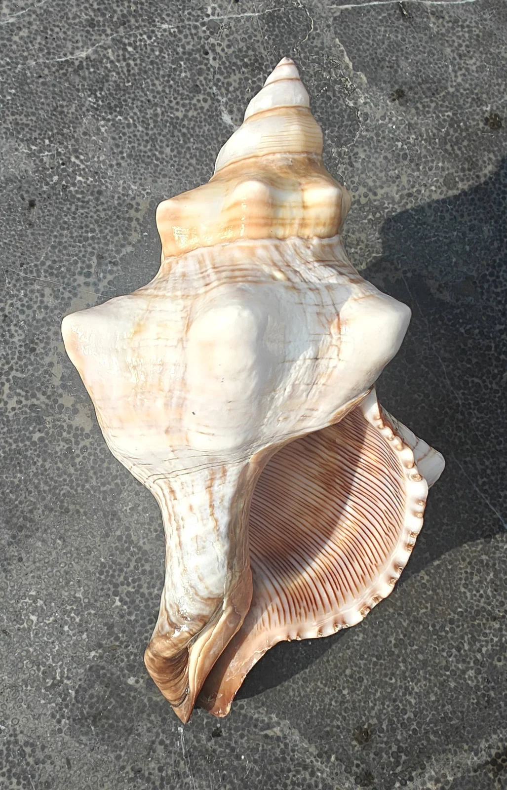 Product Import Holland Onem - Muschel - Dekoration - Muscheln - Küste - Strand