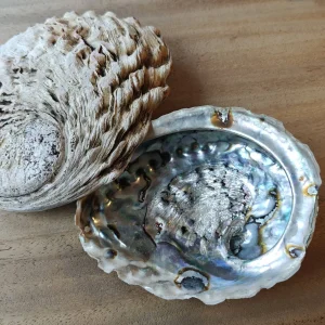 Product Import Holland Abalone 15+cm - Perlmutt - Muschel - spirituell - Dekoration