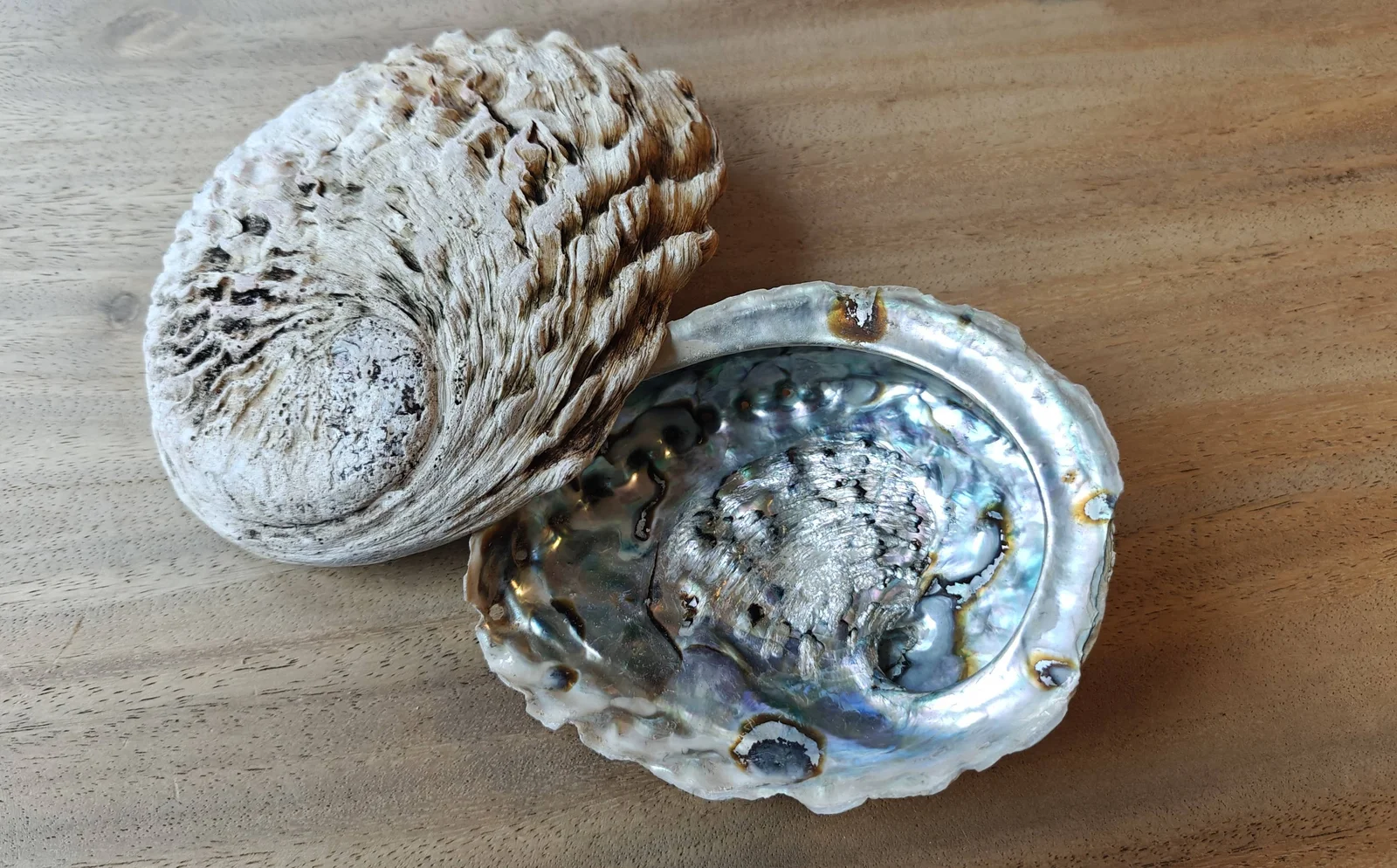 Product Import Holland Abalone 15+cm - Perlmutt - Muschel - spirituell - Dekoration