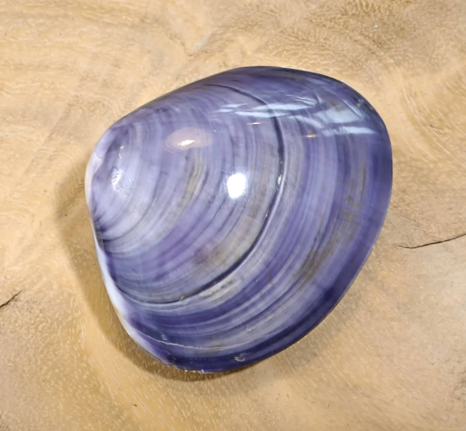 Product Import Holland Kerang uno Medium - Muscheln - Strand - Dekoration - Küste