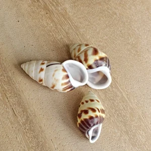 Product Import Holland Cung cung gelb - Muscheln - Strand - Dekoration - Küste