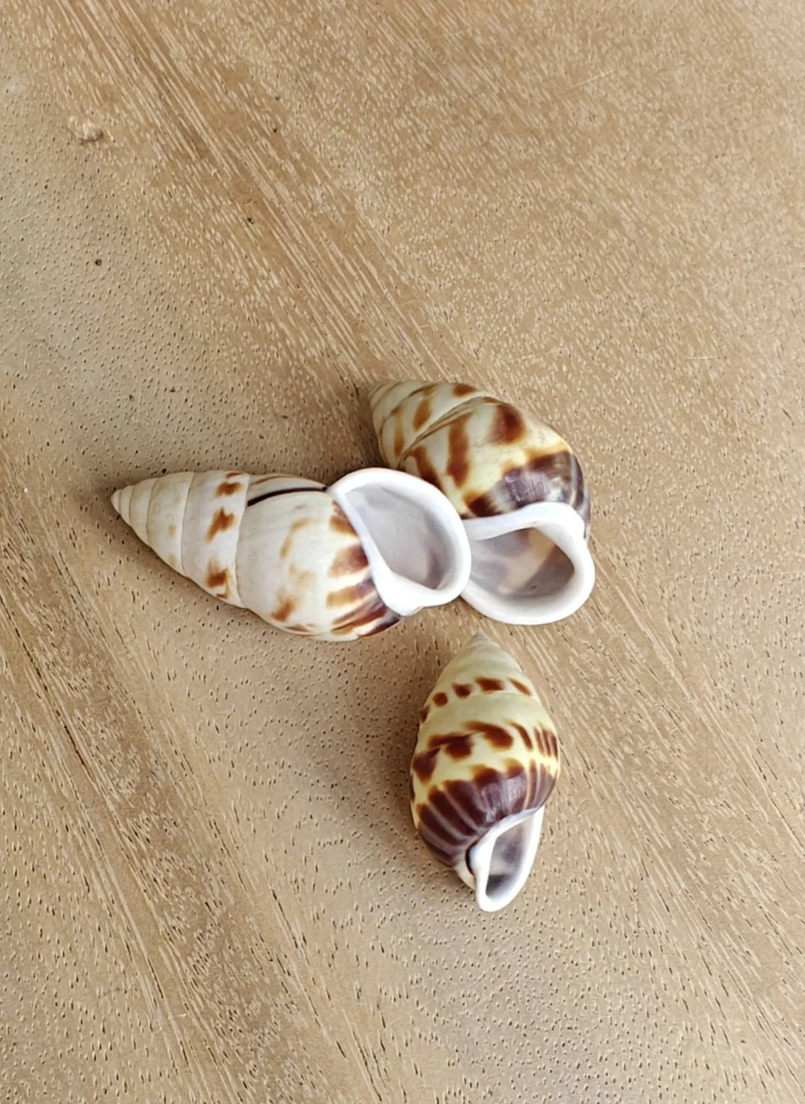 Product Import Holland Cung cung gelb - Muscheln - Strand - Dekoration - Küste