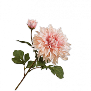 Dahlia Seidenblume