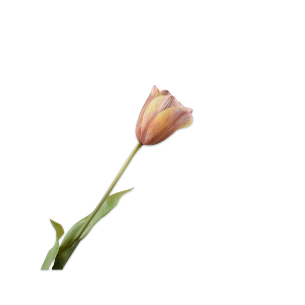Seidenblume Tulpe