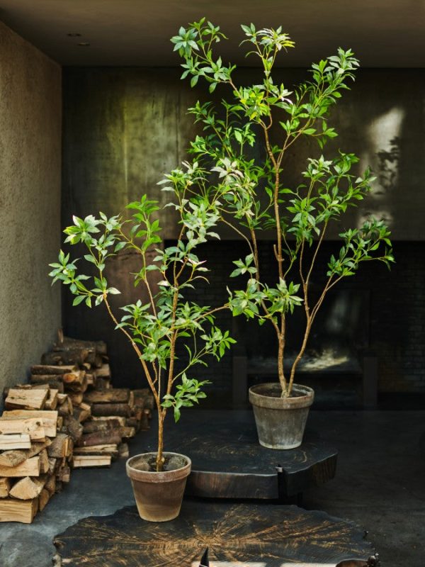 Silk-ka kleiner Baum, div. Höhen