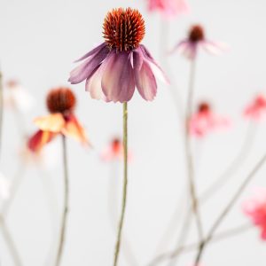 Silk-ka, Rudbeckia Zweig mauve, 95 cm